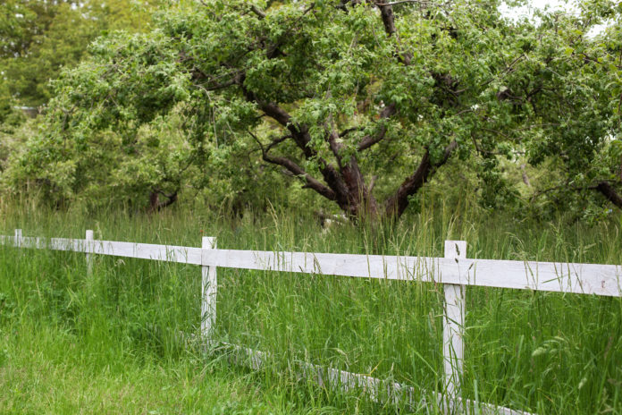 grass fence